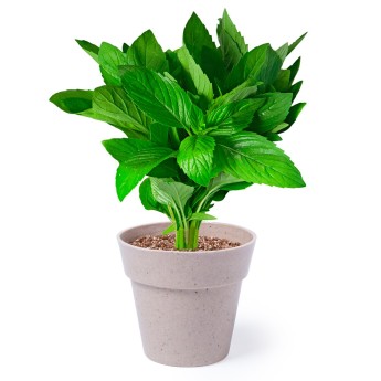 Macetero biodegradable / 2 piezas para merchandising