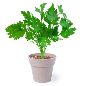 Macetero biodegradable / 2 piezas económico